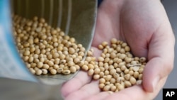 FILE - A grain salesman shows locally grown soybeans in Ohio, April 5, 2018. Trump’s tariffs have drawn retaliation from around the world. 