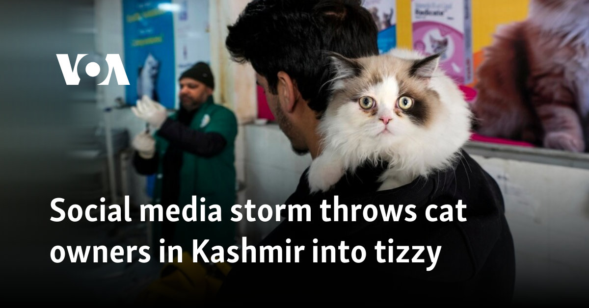 Social media storm throws cat owners in Kashmir into tizzy