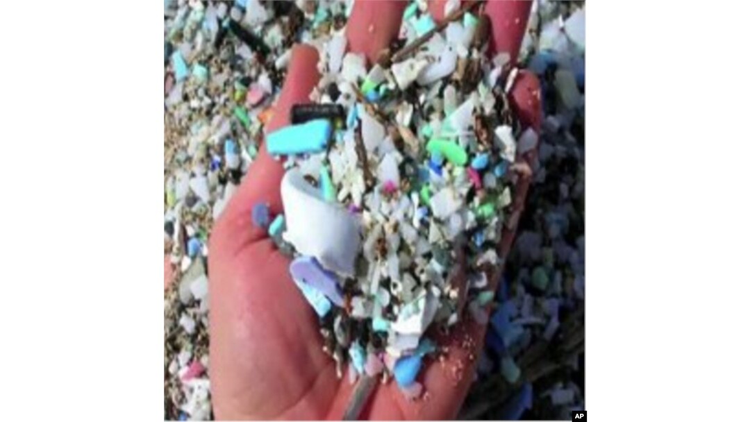 Plastic Trash in Oceans Enters Marine Food Chain