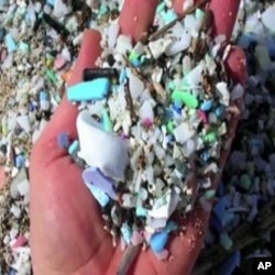 Plastic Trash in Oceans Enters Marine Food Chain