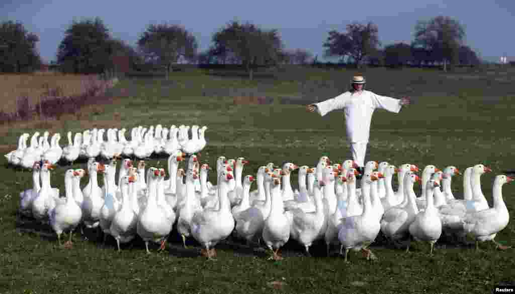 Breeder Siegfried Marth rounds up a gaggle of geese in a pasture in Strem in Austria&#39;s Burgenland province.