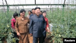 지난해 6월 북한 김정은 국방위 제1위원장이 평양시 사동구역의 장천채소전문농장을 시찰했다고 조선중앙통신이 보도했다. (자료사진)