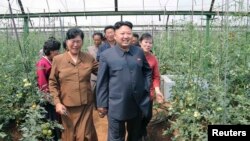 김정은 북한 국방위 제1위원장이 평양시 사동구역의 장천채소전문농장을 현지 시찰했다고 지난 6월 조선중앙통신이 보도했다.