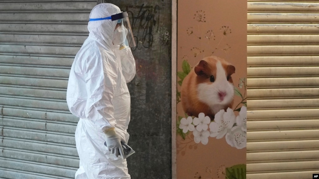 A worker from the Agriculture, Fisheries and Conservation Department walks past a pet shop which was closed after authorities said some pet hamsters tested positive for the coronavirus, in Hong Kong, Tuesday, Jan. 18, 2022. (AP Photo/Kin Cheung)