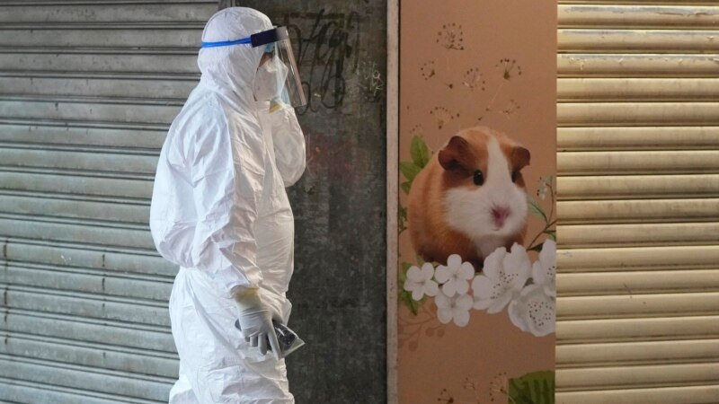 Hong Kong Orders Hamsters Killed After COVID-19 Infections