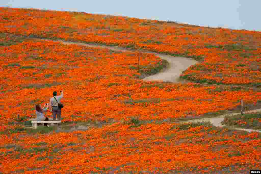 Visitors look at poppies at the Antelope Valley California Poppy Reserve in Lancaster, California, U.S., March 26, 2019. 