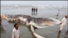 کراچی کے ساحل پر دیو ہیکل مردہ وہیل مچھلی
