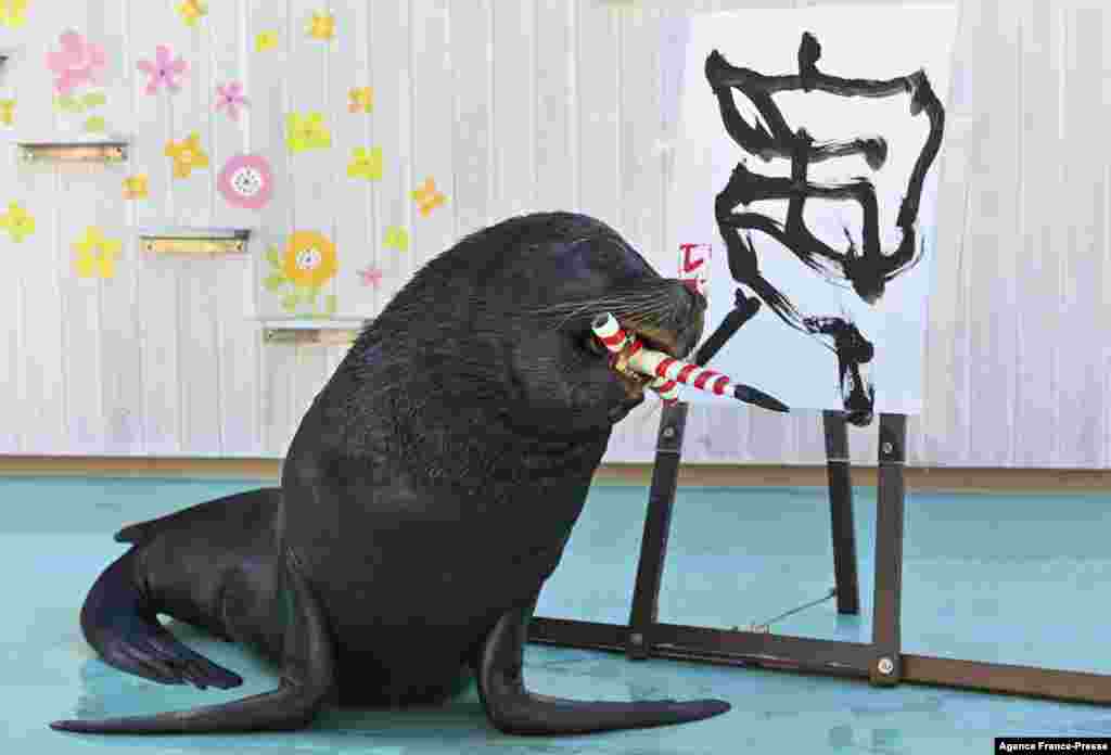 Sea lion Leo poses after writing the Chinese character for &quot;tiger&quot;, which is the upcoming new year&#39;s Chinese zodiac sign, during a press preview at Hakkeijima Sea Paradise in Yokohama, Japan.