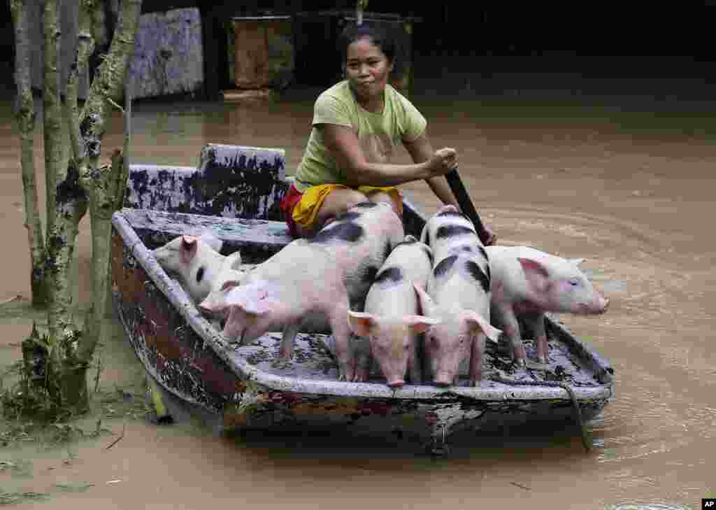 Evangeline Garcia mengayuh perahu sambil membawa babi-babinya ke tempat yang aman setelah desanya terkena banjir akibat badai tropis melanda kota Quezon, Metro Manila, Filipina.