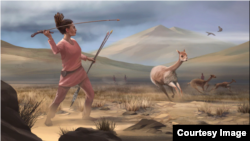 Artist reconstruction of Wilamaya Patjxa vicuña hunt. (Photo: Matthew Verdolivo UC Davis IET Academic Technology Services)