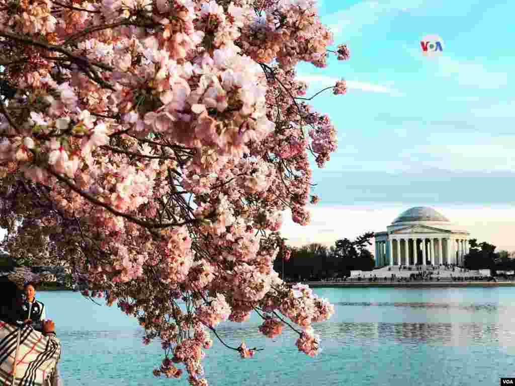 Las flores de cerezo son un símbolo de la unión entre EE.UU. y Japón.