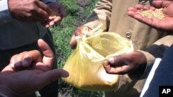 2012年10月10日在埃塞俄比亞舉行非洲小麥糧食安全會議期間，專家檢查塑膠袋中的小麥。