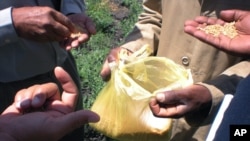Participants of a field trip in the Wheat for Food Security in Africa conference examining wheat in a plastic bag in Debre Zeit, Ethiopia, Oct. 10, 2012. 
