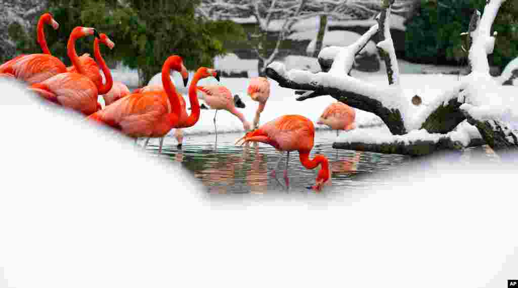 Flamingos stand in their snow-covered compound in the Hagenbeck Zoo in Hamburg, northern Germany. Meteorologists predict the unusual cold and snowy weather to continue in northeastern Germany.