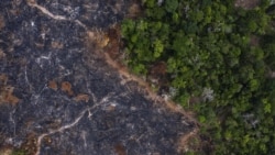 FILE - In this Nov. 23, 2019 file photo, a burned area of the Amazon rainforest is seen in Prainha, Para state, Brazil. (AP Photo/Leo Correa, File)