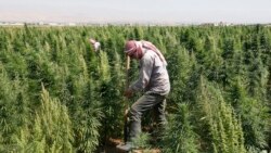 Lebanon's Marijuana Farmers