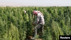 A man works in a field of cannabis in Lebanon's Bekaa Valley.