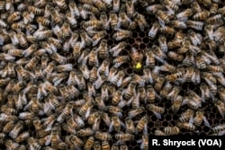 A queen bee, marked in yellow, moves among the worker bees in Alessandria, Italy, Aug. 22, 2017.