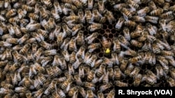 A queen bee, marked in yellow, moves among the worker bees in Alessandria, Italy, Aug. 22, 2017. (R. Shryock/VOA)