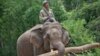 Suaka Gajah di Myanmar Terancam Covid-19
