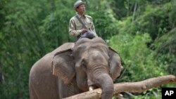 Seorang petugas (pawang) mengendarai seekor gajah di Myanmar. 