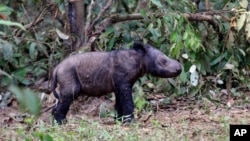 A newly-born Sumatran rhino calf is seen at Sumatran Rhino Sanctuary at in Way Kambas National Park in Lampung, Indonesia, Monday, June 25, 2012. It is only the fifth known birth in captivity for the species in 123 years. (AP Photo)