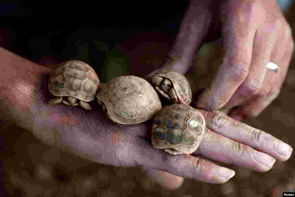 A Palestinian man holds his baby tortoises near the West Bank town of Tubas.