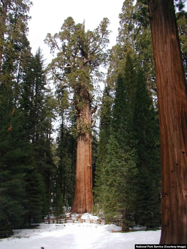 General Sherman tree