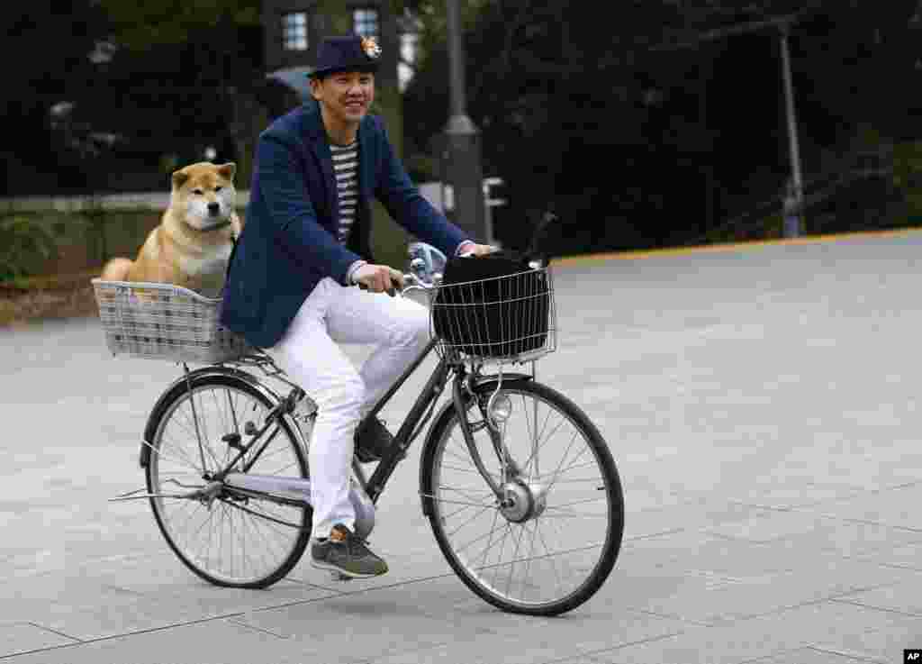 In this Wednesday, Dec. 23, 2015 photo, Shinjiro Ono rides a bicycle with his Shiba Inu Maru at Ueno Park in Tokyo. This bundle of fun and fur is a 7-year-old Shiba Inu who has been top dog on Instagram for several years. Ono believes his dog’s round face