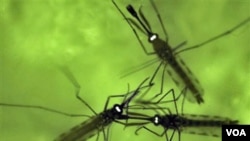 Tiga ekor nyamuk malaria yang sudah diubah gennya (foto: dok.). Ilmuwan di London berhasil mengubah gen nyamuk malaria jantan sehingga mandul.