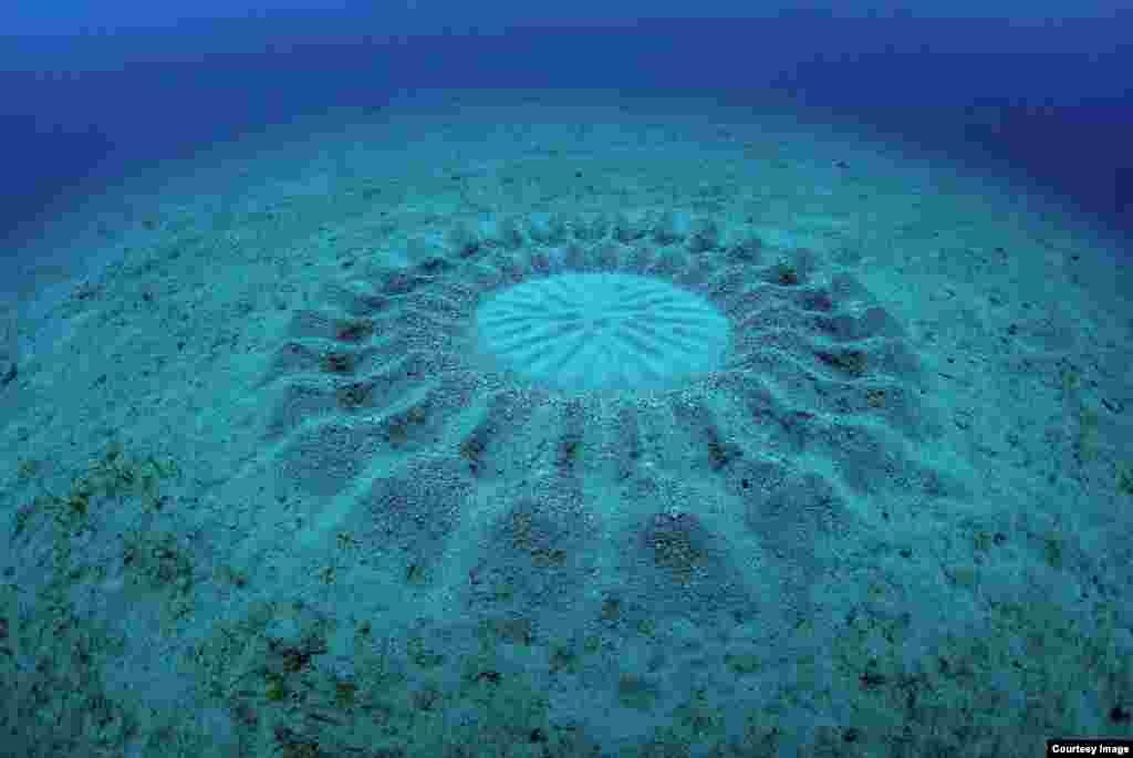 The ridges and grooves of the T. albomaculosus circle serve to minimize ocean current at the center of the nest to protect the eggs from turbulent waters and predators. (Yoji Okata)