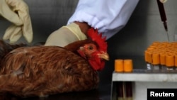 Para petugas Pusat Keamanan Pangan Hong Kong tengah mengambil sampel darah ayam impor dari China (Foto: dok). Para pejabat China melaporkan baru-baru ini empat pasien flu burung meninggal dunia, menambah jumlah korban menjadi 31 jiwa, Senin (6/5).