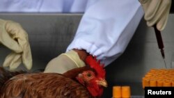 香港食品安全中心的工作人员在边境检查站从鸡体内采集血液样本，上星期四开始香港检查来自大陆的活家禽血样