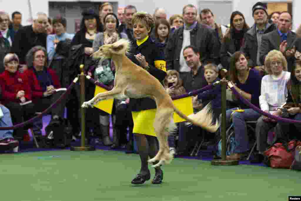 Una entrenadora celebra después de ganar una competencia con un perro Saluki llamado "Tormenta de arena" durante la 137 exposición anual Westminster Kennel Club en Nueva York. Más de 2,700 canes son exhibidos durante la competencia anual. 