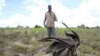 Un Zimbabwéen traverse son champ de maïs à l'extérieur de Harare, le 20 janvier 2016. La région est confrontées à la faim en en raison d'une sécheresse exacerbée par le phénomène climatique El Niño. (REUTERS/Philimon Bulawayo)