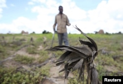 FILE - A Zimbabwean man walks through his maize field outside Harare, Jan. 20, 2016.