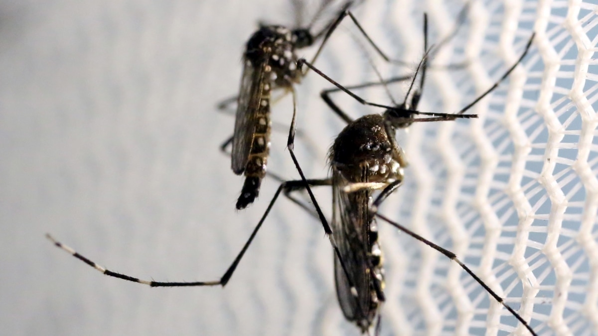 How to Cut Down on Mosquitoes - Vimarsana News