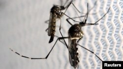 FILE - Aedes aegypti mosquitoes are seen inside Oxitec laboratory in Campinas, Brazil, February 2, 2016. (REUTERS/Paulo Whitaker/File Photo)