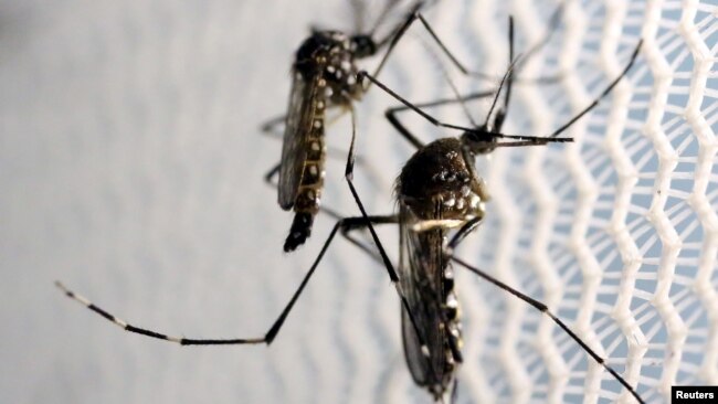 FILE - Aedes aegypti mosquitoes are seen inside Oxitec laboratory in Campinas, Brazil, February 2, 2016. (REUTERS/Paulo Whitaker/File Photo)