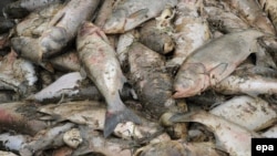Hàng tấn cá chết kể cả các loài cá hiếm sinh sống tận vùng biển sâu ngoài khơi xa đã trôi dạt vào các bờ biển Hà Tĩnh, Quảng Trị, Quảng Bình, và Huế. Ảnh: epa/Bernd Settnik
