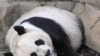 Pandas se quedan en Washington