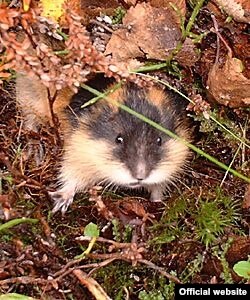 Lemming, roedor de Alaska y países nórdicos que vive principalmente en la tundra y praderas. Son el alimento favorito de los búhos blancos. Foto: Departamento de Pesca y Cacería de Alaska.