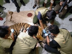 Petugas dari BBKSDA Riau melakukan nekropsi bangkai harimau Sumatra yang mati karena terkena jerat, Senin 18 Mei 2020. (Courtesy: BBKSDA Riau)