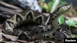 A jararacussu snake, whose venom is used in a study against the coronavirus disease (COVID-19), is seen at Butantan Institute in Sao Paulo, Brazil August 27, 2021. (REUTERS/Carla Carniel/File Photo)