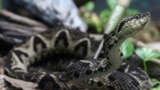 A jararacussu snake, whose venom is used in a study against the coronavirus disease (COVID-19), is seen at Butantan Institute in Sao Paulo, Brazil August 27, 2021. REUTERS/Carla Carniel/File Photo