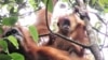 Orangutan Tapanuli (Pongo Tapanuliensis). (Foto: YEL-SOCP).