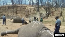 A group of elephants, believed to have been killed by poachers, lie dead at a watering hole in Zimbabwe's Hwange National Park. Picture taken Oct. 26, 2015.