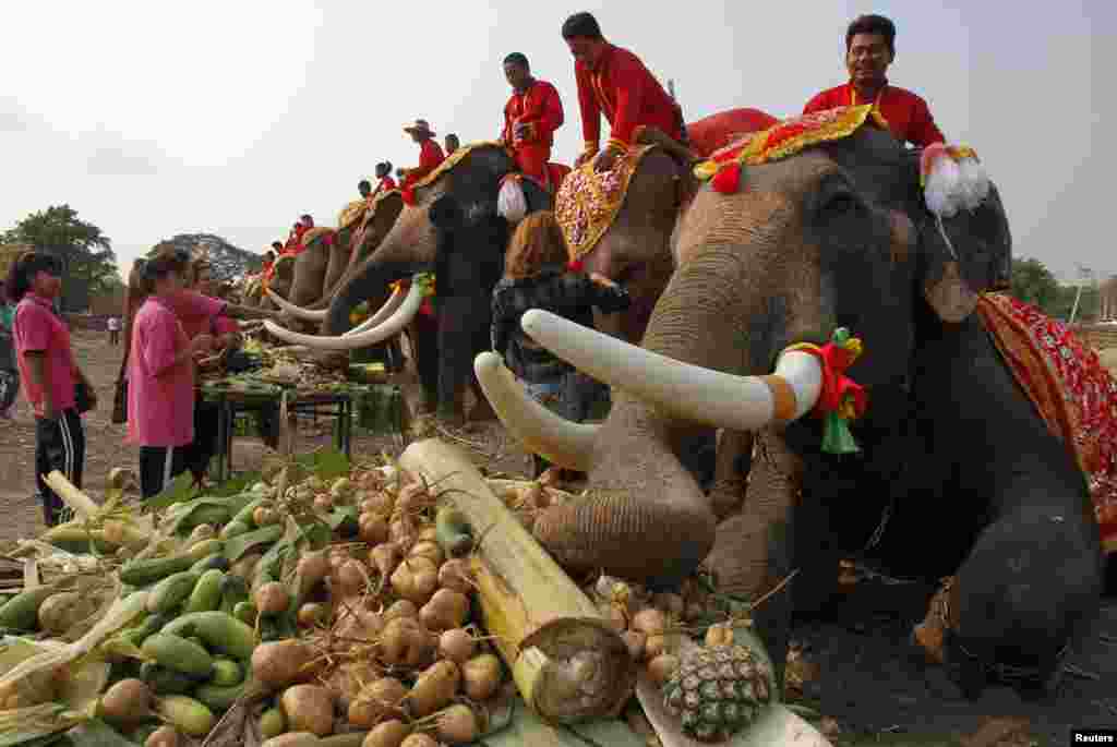 تھائی لینڈ میں 13 مارچ کو ہاتھیوں کا قومی دن منایا گیا۔