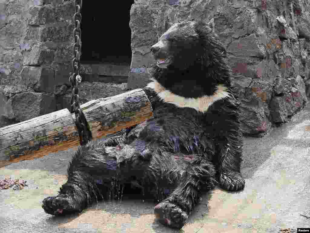 Yozhik, a male Himalayan bear, sits while an employee cools him with a stream of water at the Royev Ruchey zoo on the suburbs of the Siberian city of Krasnoyarsk, Russia.