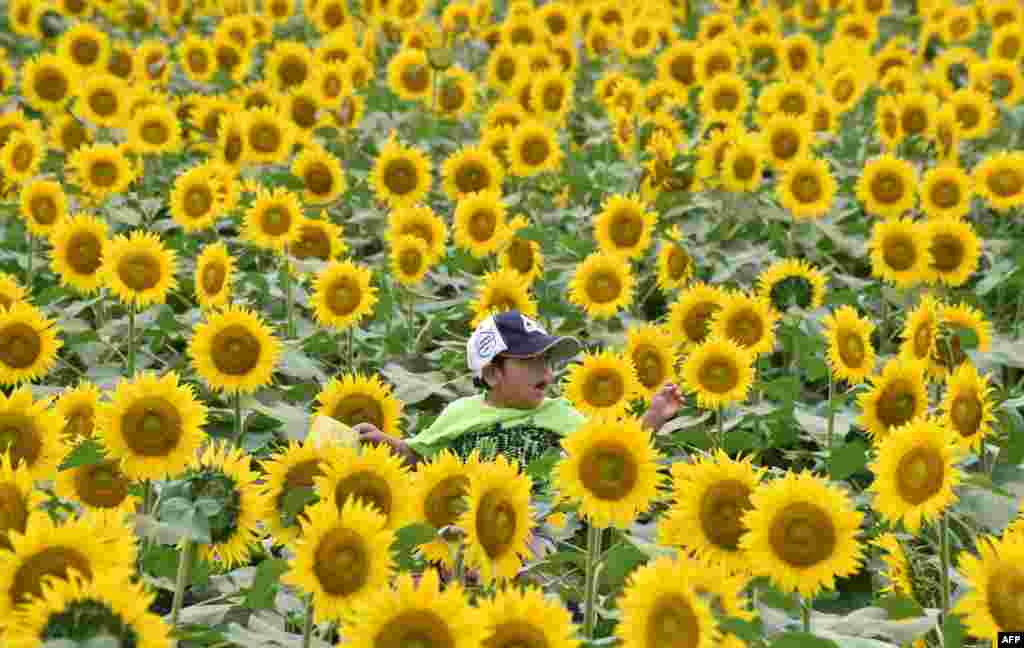 A boy rides on his father&#39;s shoulders through a field of sunflowers during a three-day sunflower festival in the town of Nogi, Tochigi prefecture, some 70 kms north of Tokyo, Japan, July 23, 2016.